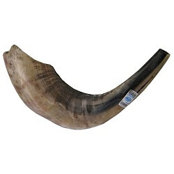 Shofar Size 2