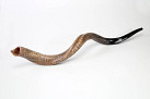 Yemenite Shofar 90-105cm