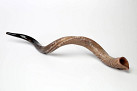 Yemenite Shofar 80-88cm